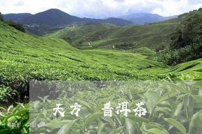 天方 普洱茶/2023042994871